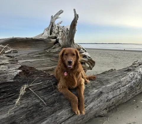 dog sitting on big log on beach with ocean in the background