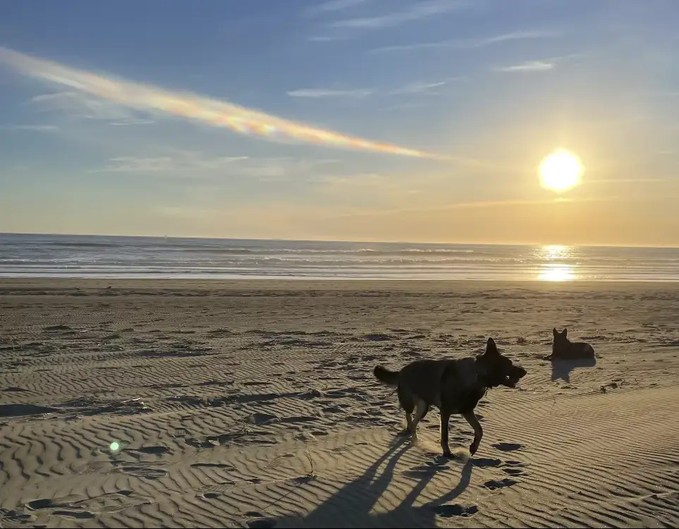 dogs on beach at sunset