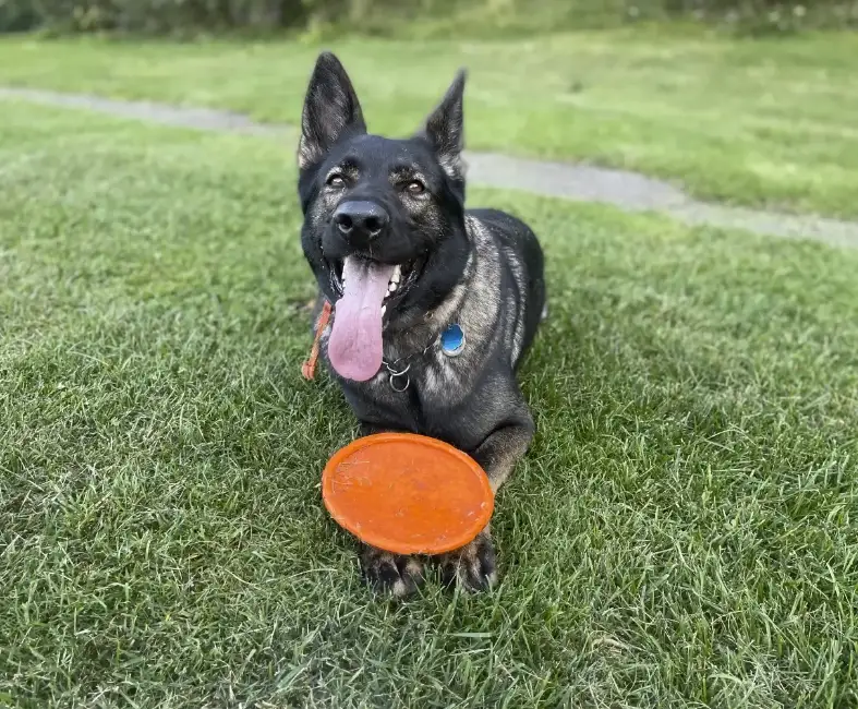 dog laying down on grass with disc laying over its front legs