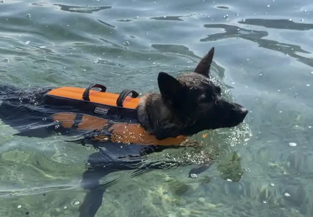 dog swimming with life vest