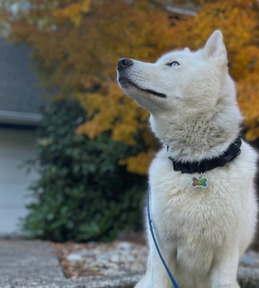 Dog looking up. Time In™ K-9 Training specializes in reactive dog training in the Seattle area.