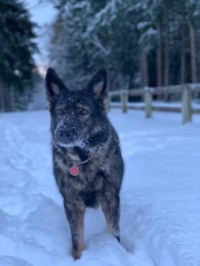 Dog standing in snow. Our goal is to help you train your reactive dog.